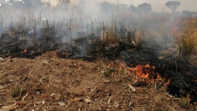 Photo of Asante Akyem North: Fire destroys several acres of farmlands