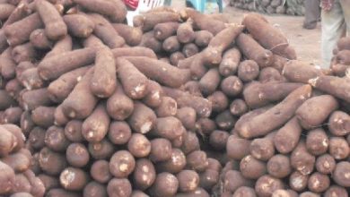 Photo of Yam exports reach record high