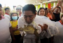 Photo of Photos: Man marries alligator dressed in white wedding gown and kisses it in front of guests